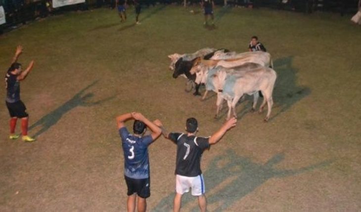 translated from Spanish: “Soccer boi”, strange sport which is all the rage in Paraguay and is played with a cow