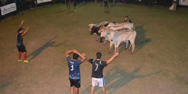 "Soccer boi", strange sport which is all the rage in Paraguay and is played with a cow