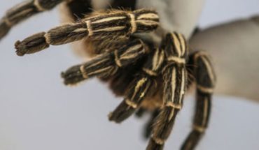translated from Spanish: The deadliest spider of all, among insects stolen from Museum