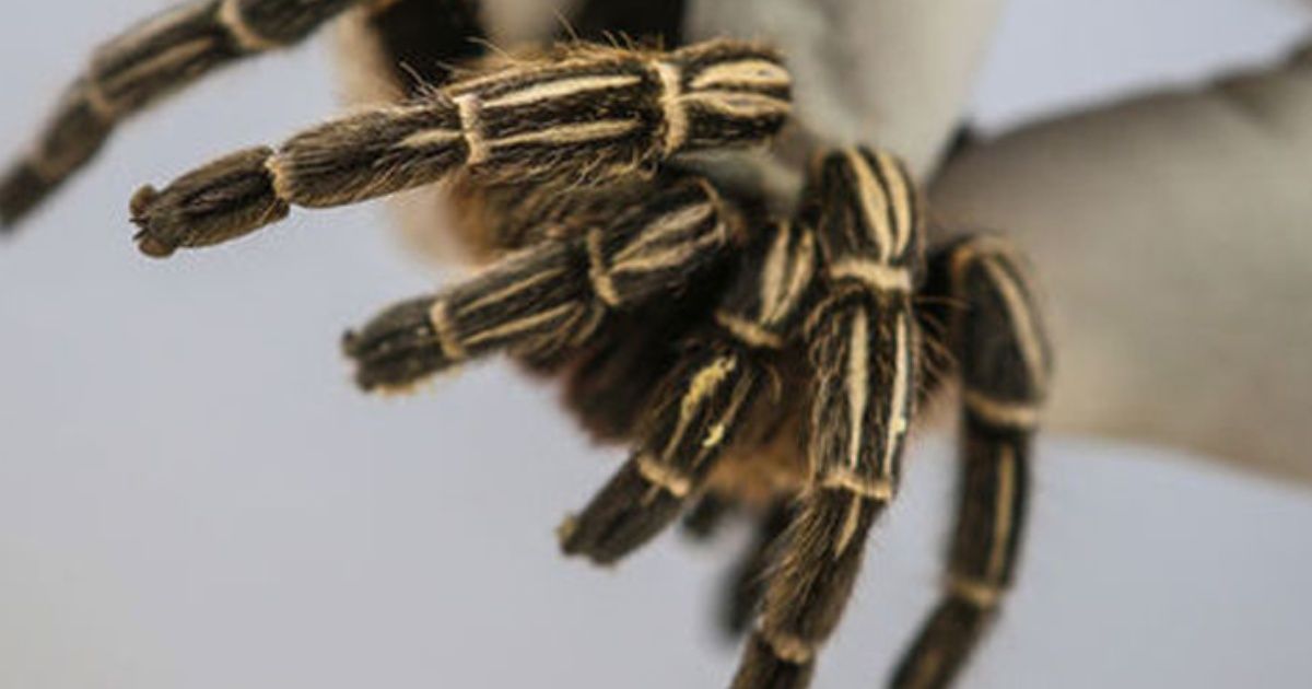 The deadliest spider of all, among insects stolen from Museum