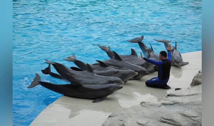 ¿Están estresados los delfines en cautiverio?