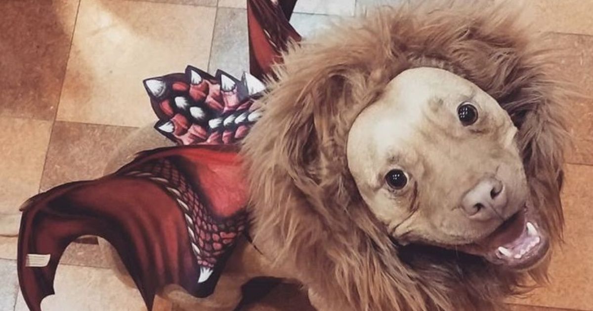 5 perritos que han arrasado en Halloween con su disfraz
