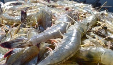 Aumenta la producción de camarón pero baja el precio