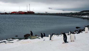 El motivo por el cual un científico ruso apuñaló a su colega en la Antártida según medios británicos