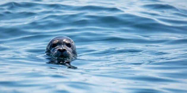 El video que confirma que las focas son "los perros del océano"