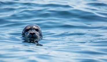 El video que confirma que las focas son “los perros del océano”