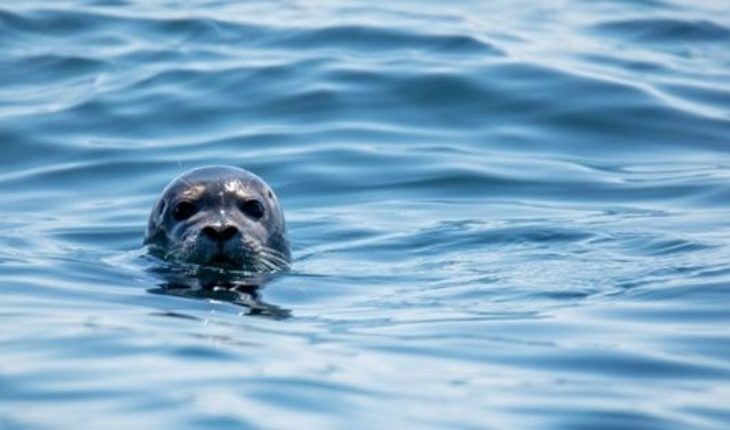 El video que confirma que las focas son “los perros del océano”