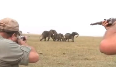 Manada de elefantes defienden a su líder tras mortal disparo de cazadores (Video)