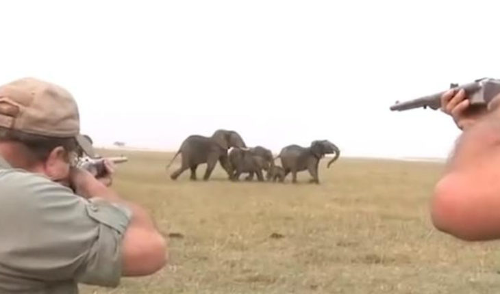 Manada de elefantes defienden a su líder tras mortal disparo de cazadores (Video)