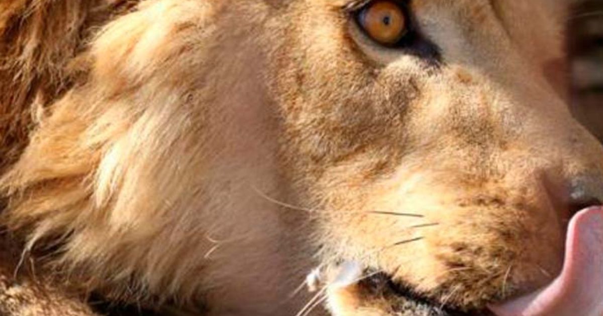 Muestran los primeros cachorros de león nacidos artificialmente