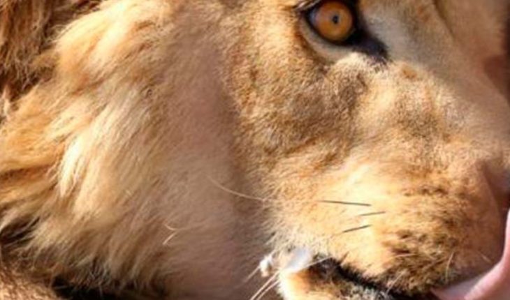 Muestran los primeros cachorros de león nacidos artificialmente