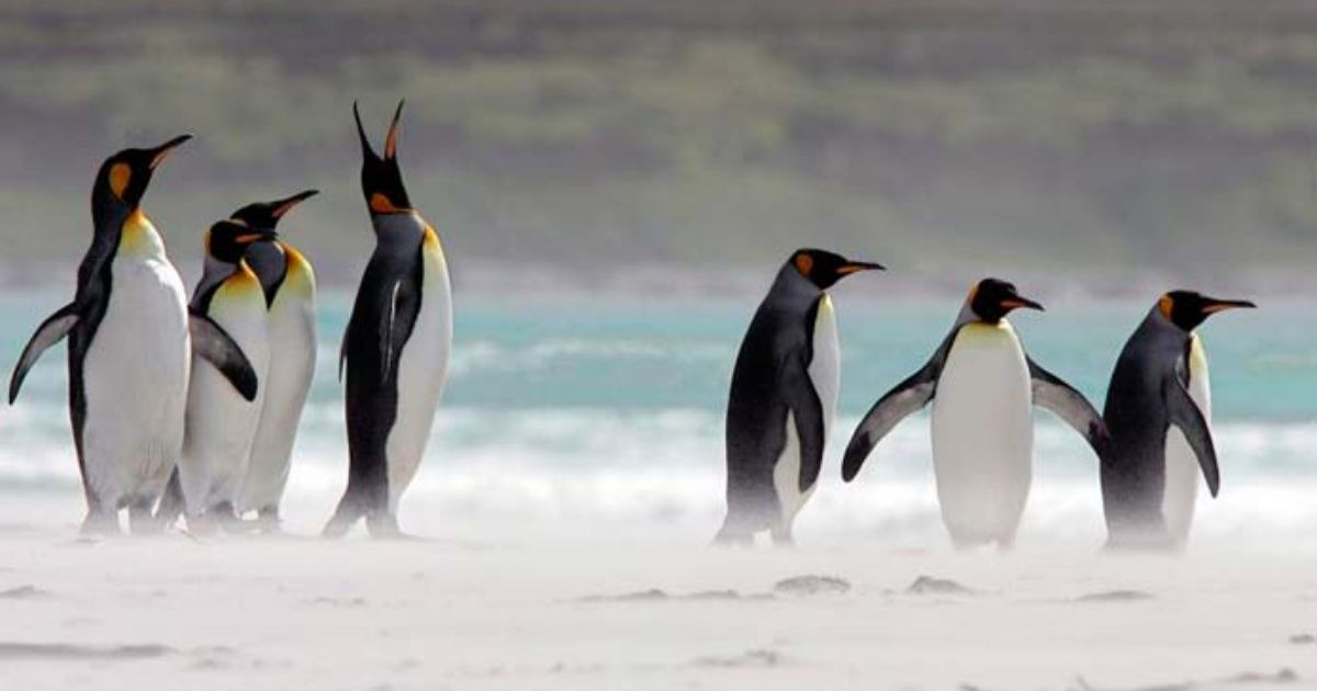Pareja de pingüinos machos se vuelven "padres" tras incubar huevo