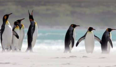 Pareja de pingüinos machos se vuelven “padres” tras incubar huevo