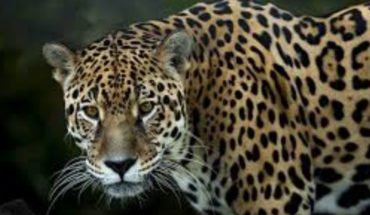 Profepa investiga falta de atención a jaguar enfermo de neumonía en parque
