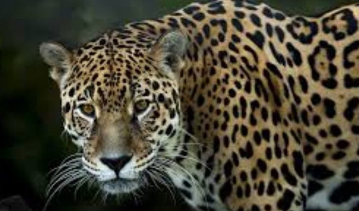 Profepa investiga falta de atención a jaguar enfermo de neumonía en parque