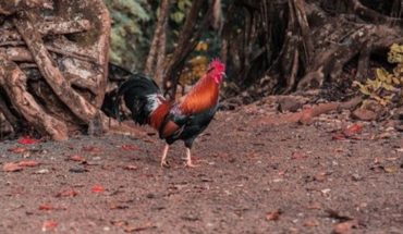 Riña de gallos: una actividad ilegal que aún se practica en la Argentina