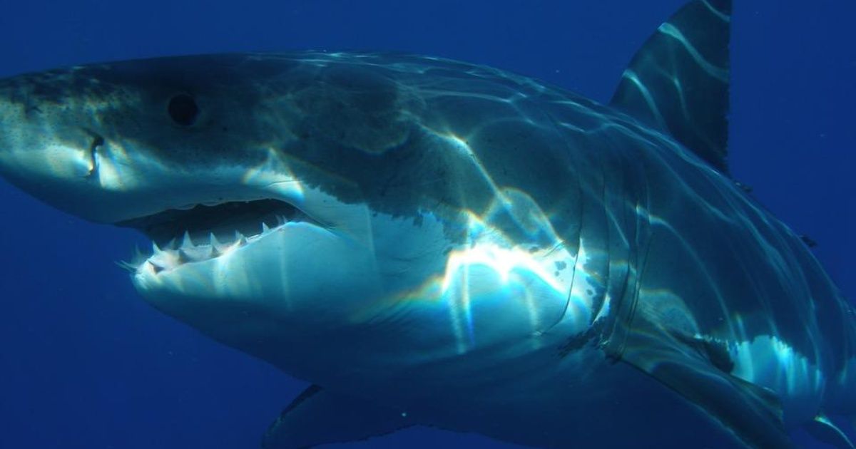 Tiburón de 6 metros devora una ballena frente a 160 personas