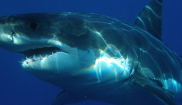 Tiburón de 6 metros devora una ballena frente a 160 personas