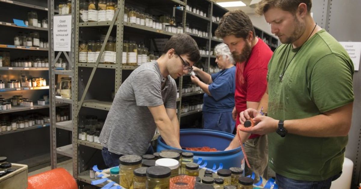 Universidad entrega colección de crustáceos al Smithsonian