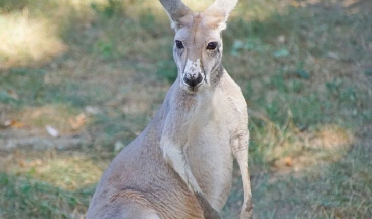 translated from Spanish: A kangaroo injures three people in Australia