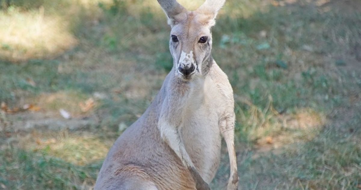 A kangaroo injures three people in Australia