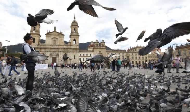 translated from Spanish: Bogota urges tourists that don’t feed the pigeons