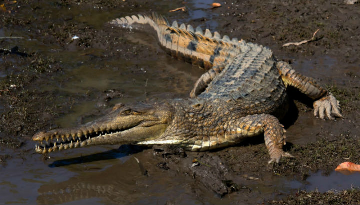 Descubren nueva especie de cocodrilo, pero en peligro de extinción