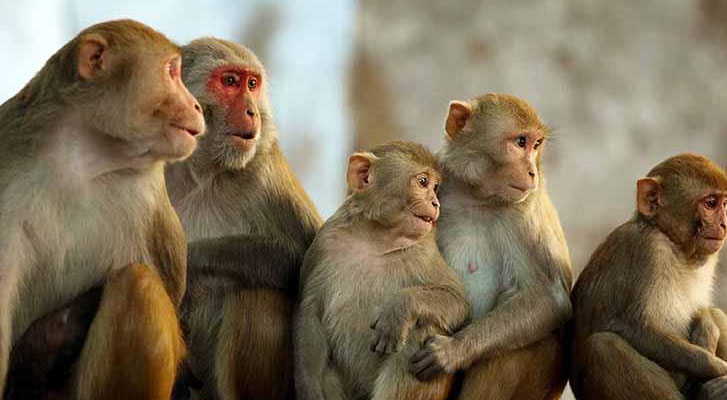 Monos matan a un anciano tras lanzarle ladrillos desde un árbol en la India