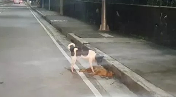 Puppy tries to wake up to his companion that was hit (Video)