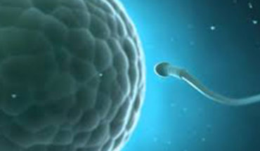 translated from Spanish: They are warning about a crisis of male fertility