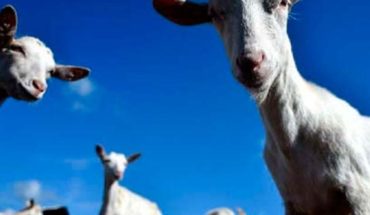 They found at least 10 goats beheaded a U.S. River