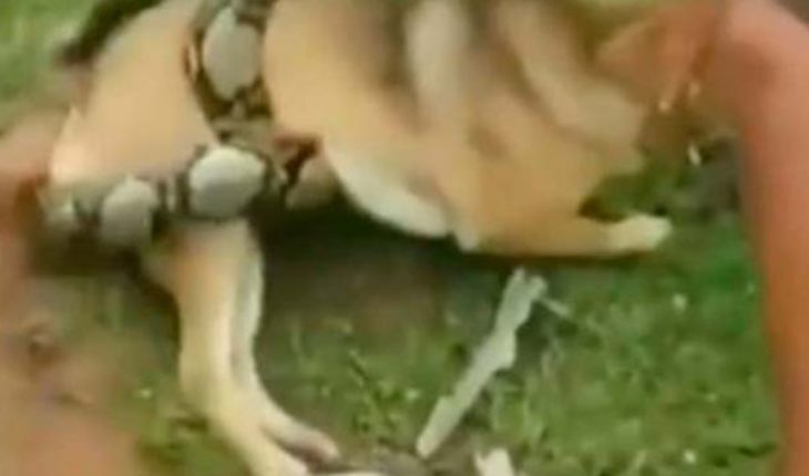 translated from Spanish: Three children are facing huge snake to save his dog