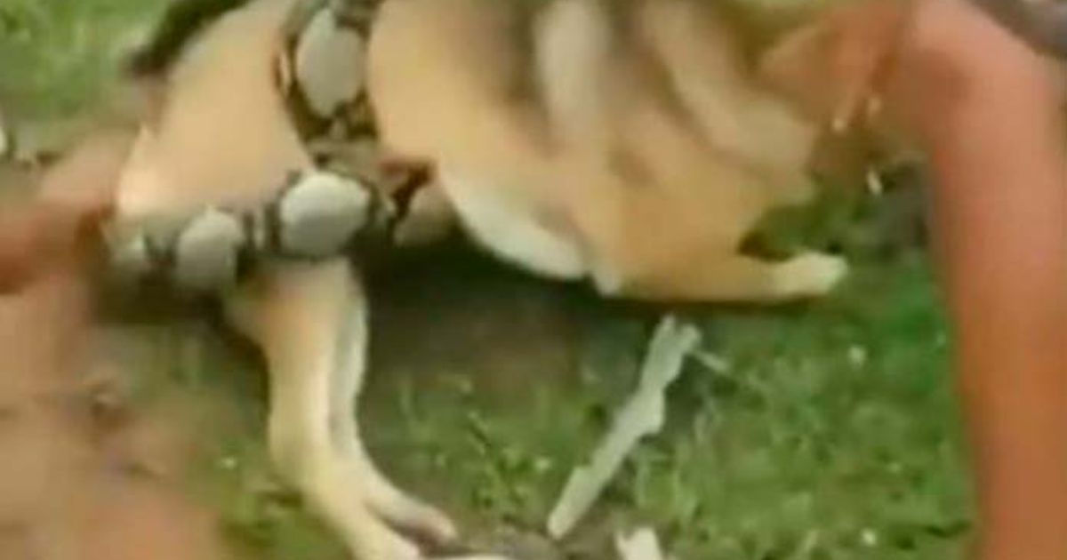 Three children are facing huge snake to save his dog