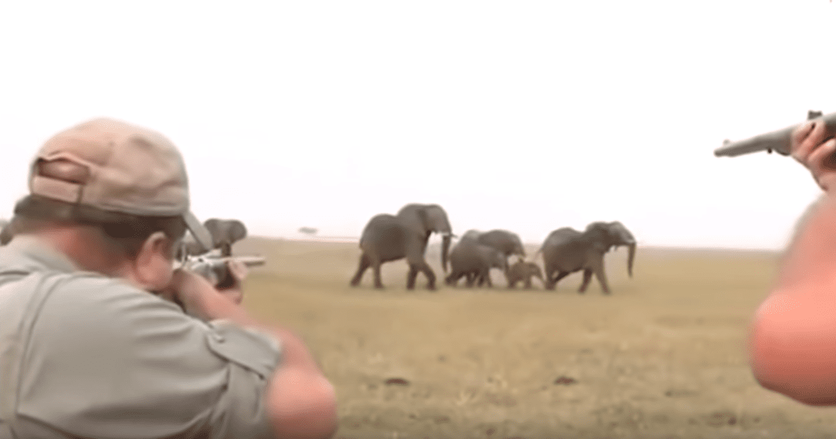 VIDEO: Cazadores desatan ira de elefantes al matar a su líder