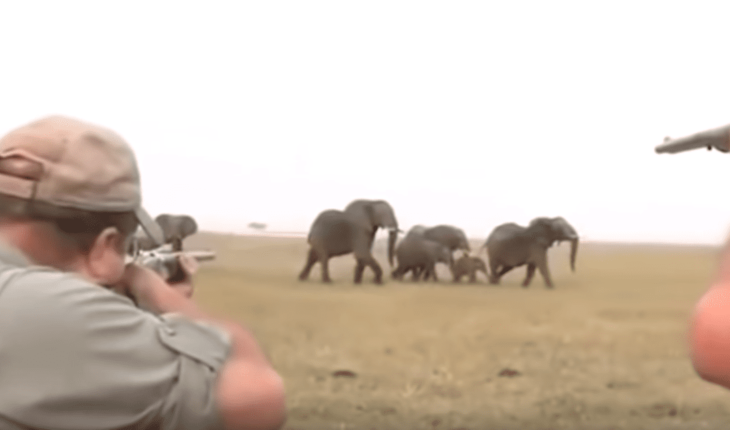 translated from Spanish: VIDEO: Cazadores desatan ira de elefantes al matar a su líder