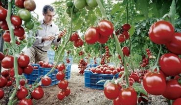 translated from Spanish: ¿Es mejor comer el tomate, con o sin cáscara?