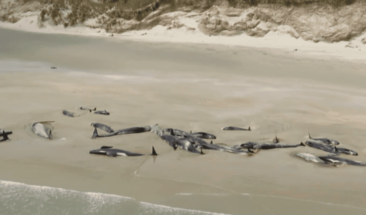 Aparecen 145 ballenas muertas en una playa de Nueva Zelanda