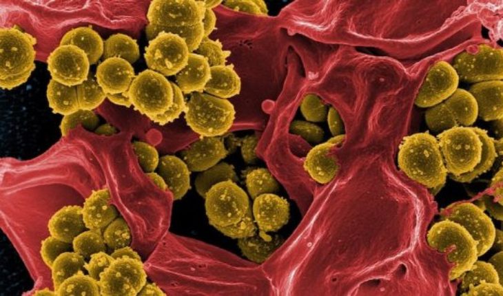 Científicos chilenos advierten que resistencia microbiana a los antibióticos retrasaría la medicina al Siglo XIX