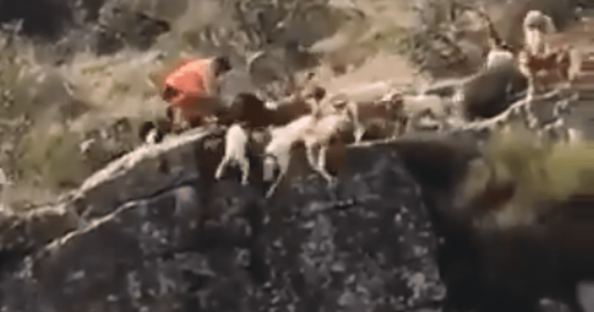 Decena de perros de caza caen a barranco al atrapar a un venado