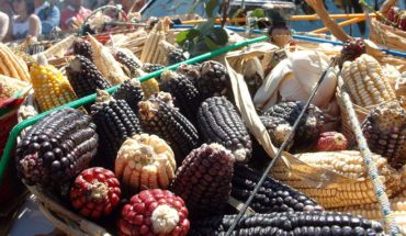 El INAI ordena a Sagarpa informar sobre presunta piratería de maíz mixe