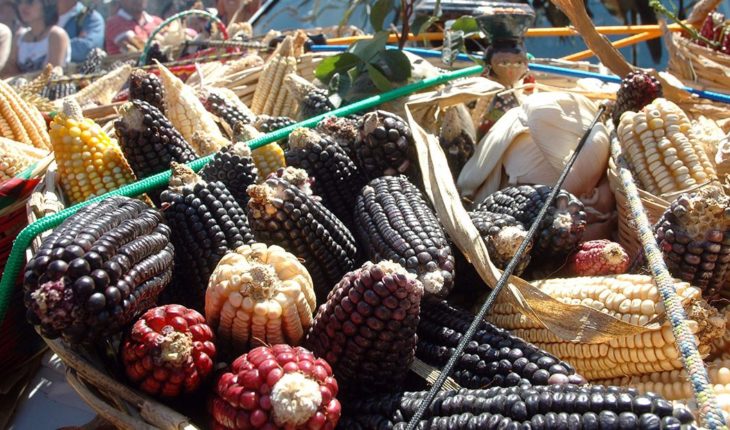 El INAI ordena a Sagarpa informar sobre presunta piratería de maíz mixe