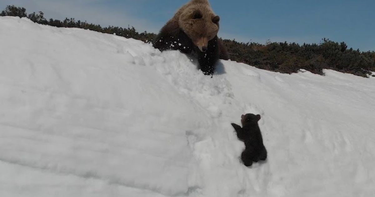 El lado oscuro del video viral del oso de la montaña