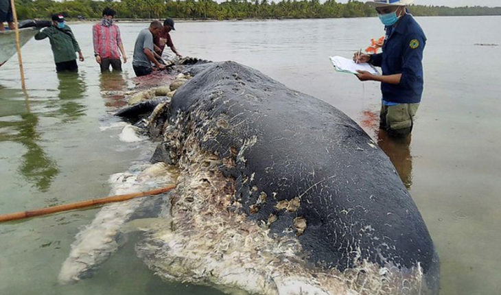 Encuentran más de mil objetos de plástico dentro de ballena muerta en Indonesia