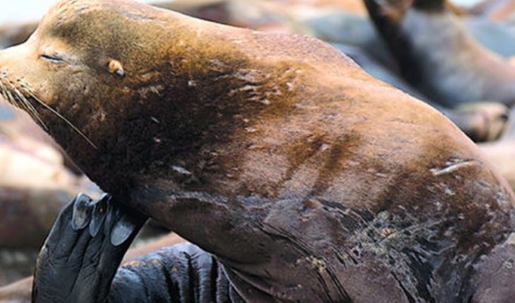 Hallan leones marinos mutilados y cargados de balas en playa de EU