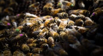 Nuevas investigaciones confirman el efecto negativo del glifosato en las abejas