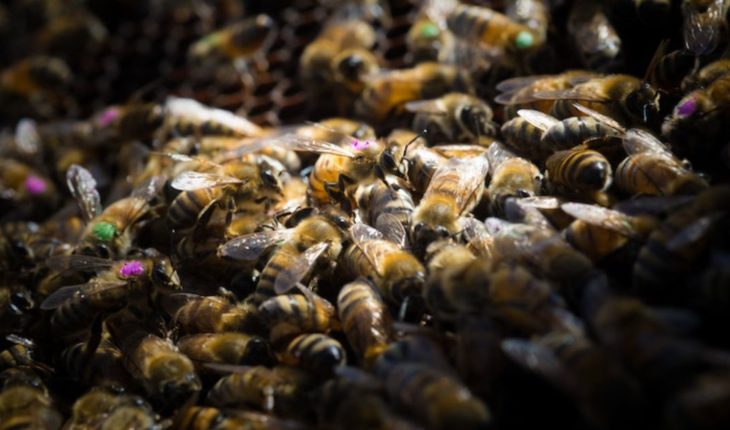 Nuevas investigaciones confirman el efecto negativo del glifosato en las abejas