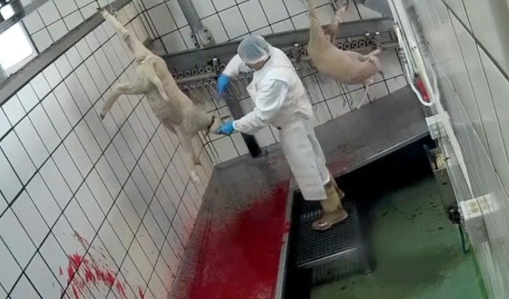 Organización Pro animales muestra la brutalidad en los mataderos de España (video)