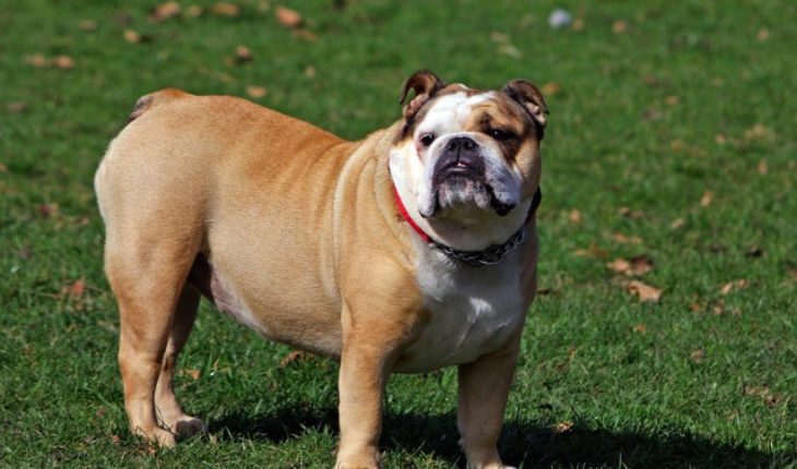 Suprema ordenó a dueño de bulldog a indemnizar a mujer que fue atacada por el perro