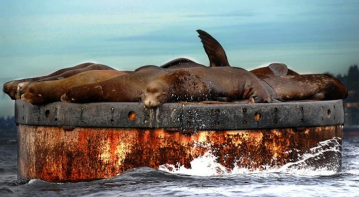 Trece leones marinos han sido baleados en las costas de Estados Unidos