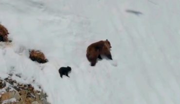 [VIDEO] La verdadera y terrible razón por la que estos osos huían por una peligrosa ladera